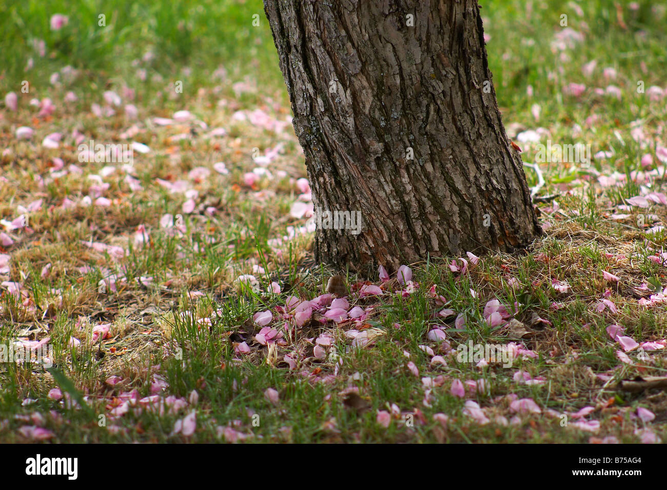 Fallen cherry blossoms (Prunus serrulata) presents a clear picture of spring in Edmonton, Alberta, Canada Stock Photo