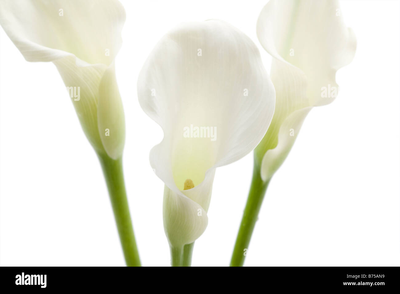 White Calla Lily Flowers Stock Photo Alamy