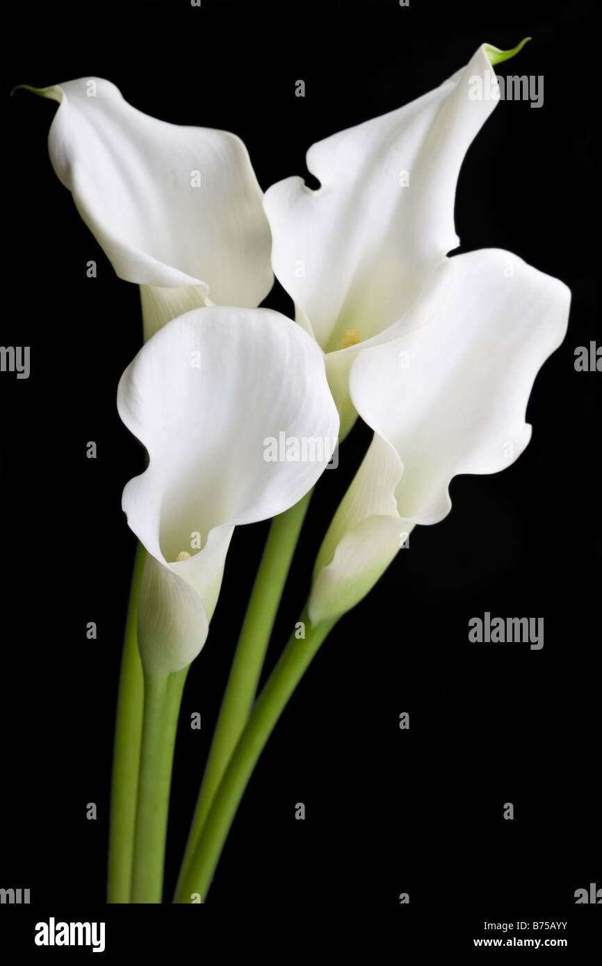 White Calla Lily Flowers Stock Photo Alamy