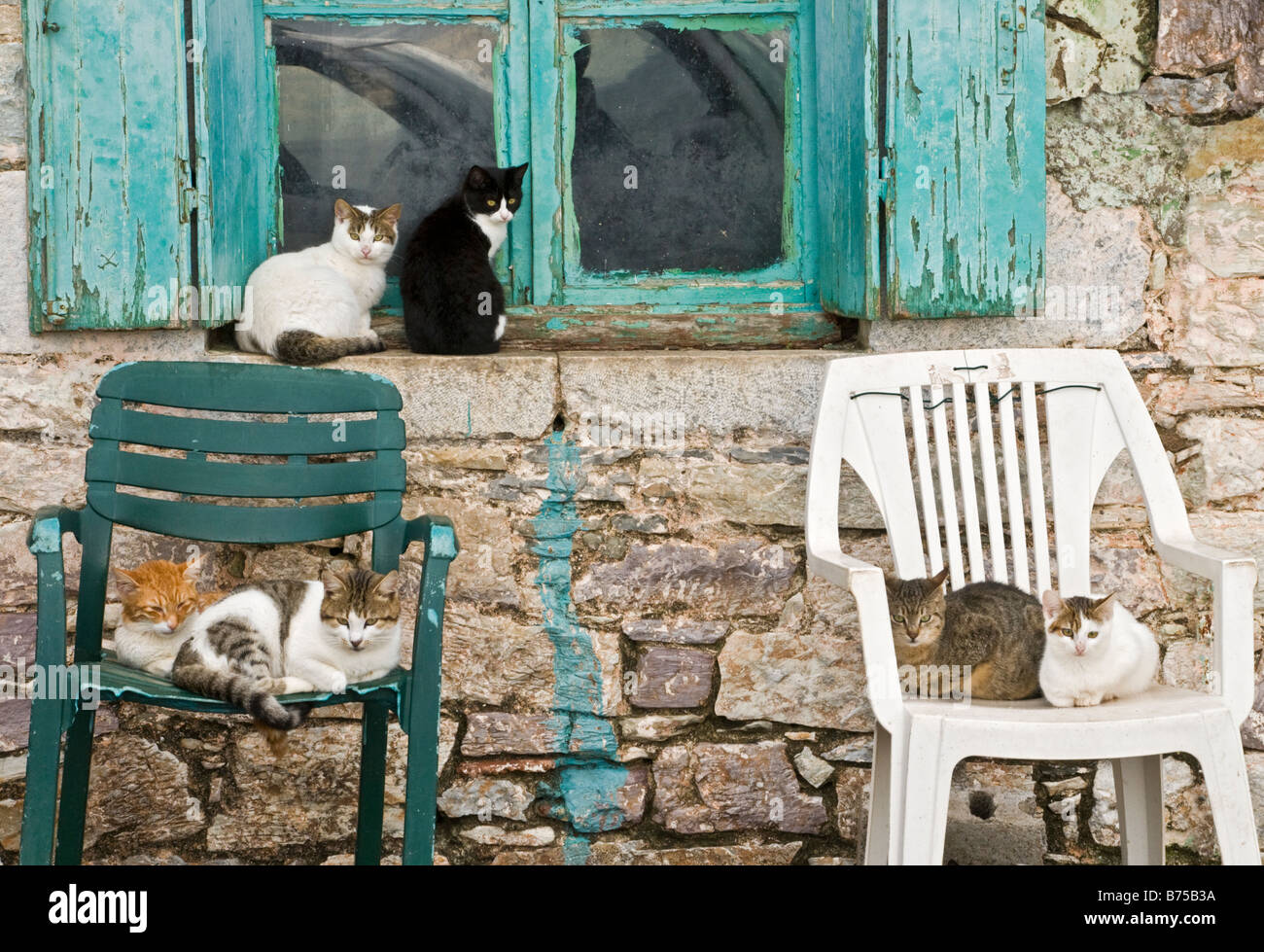 Cats in the fishing village of Trahila in the Outer Mani Southern Peloponnese Greece Stock Photo