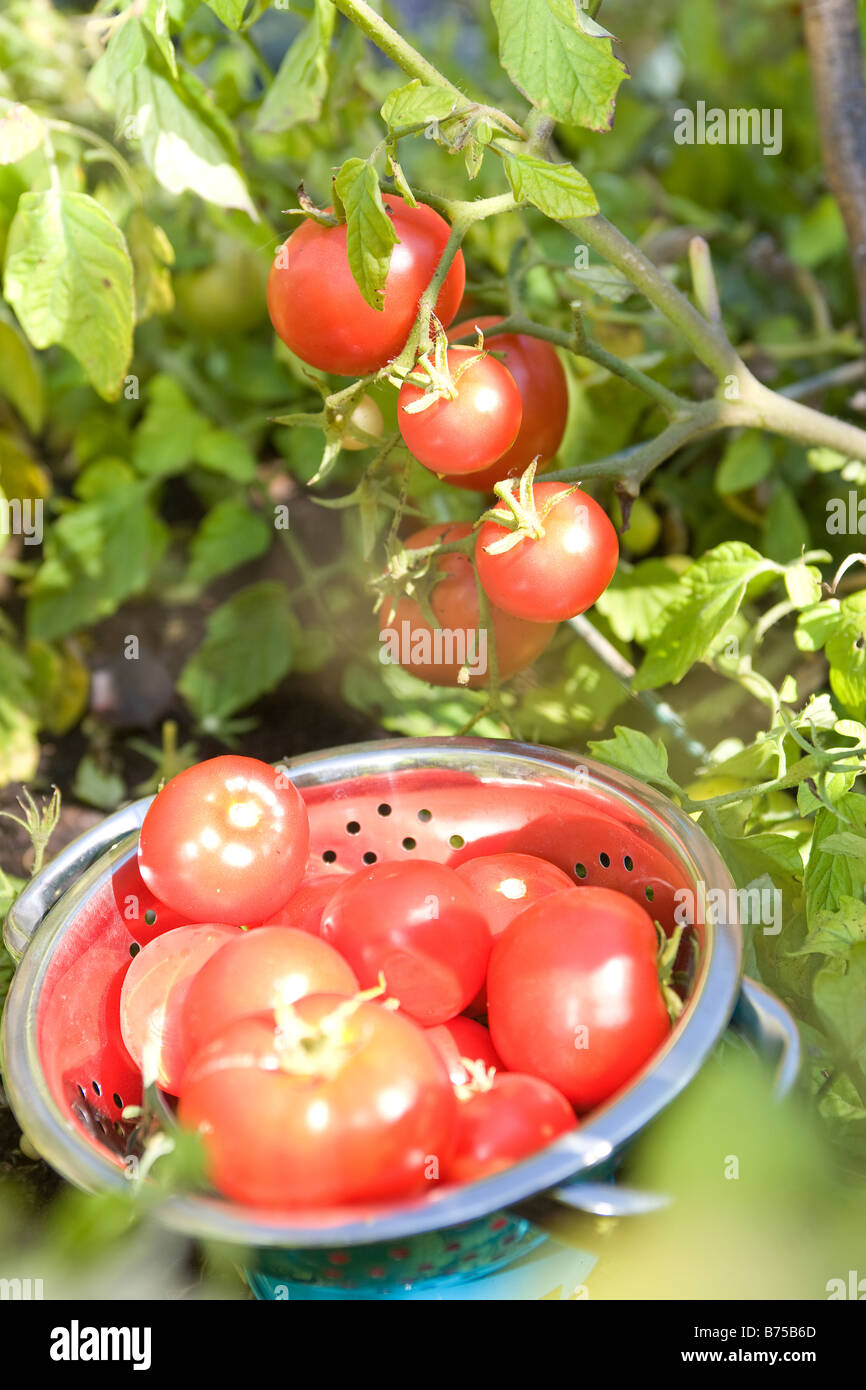 Close up tomatoes being hi-res stock photography and images - Alamy