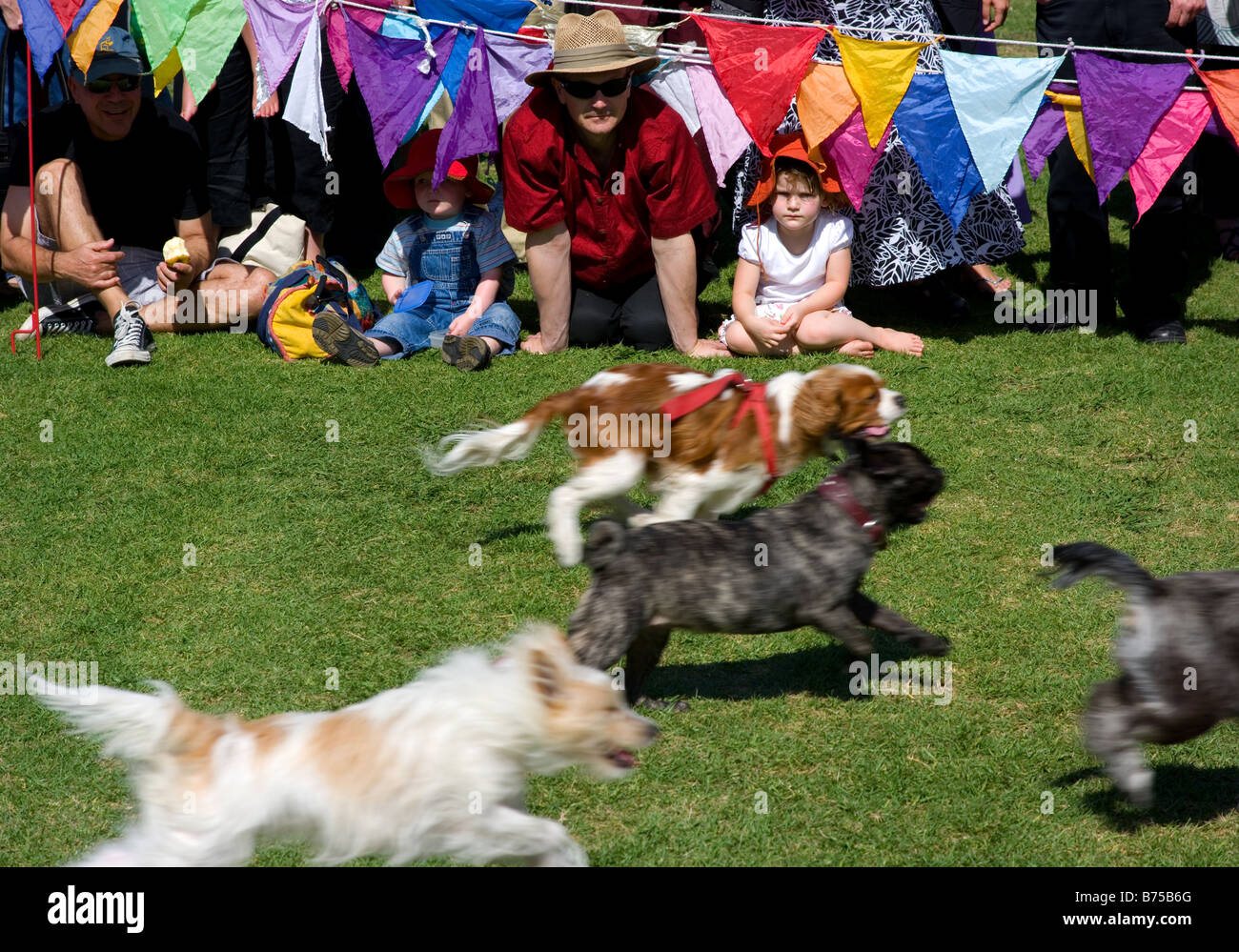 Races of dogs hi-res stock photography and images - Alamy