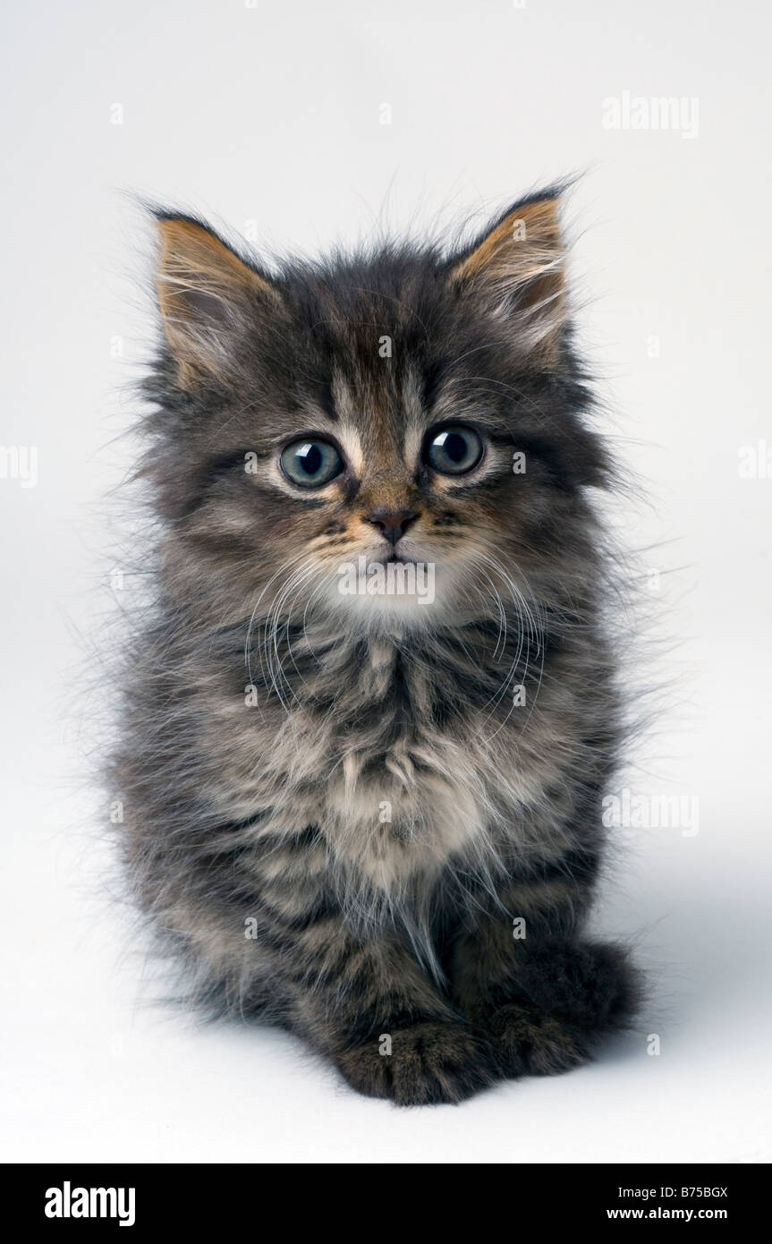 Six week old kitten cheap care