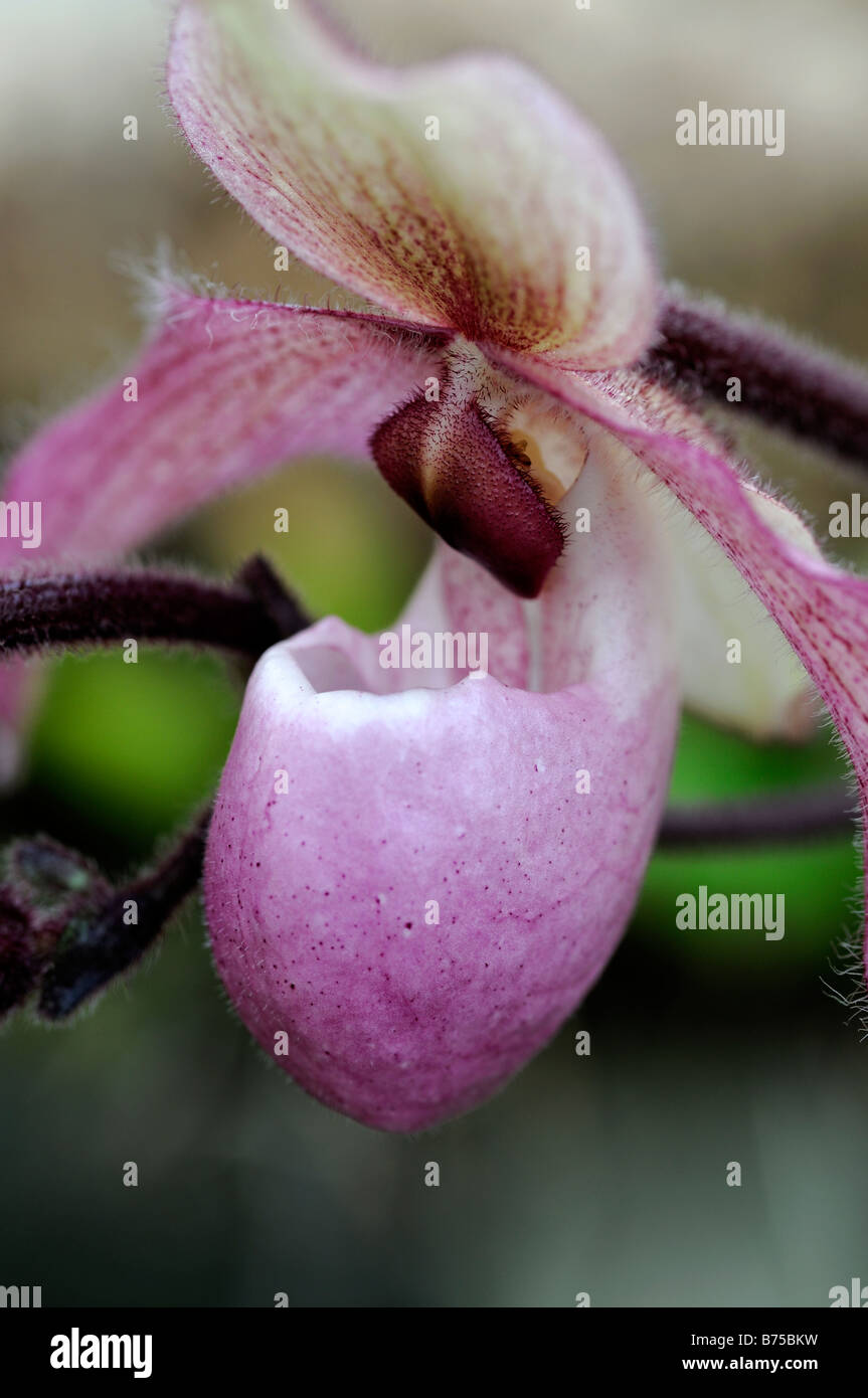 phragmipedium phrag Orchid single pink flower green foliage Lady's Slipper Orchid Stock Photo