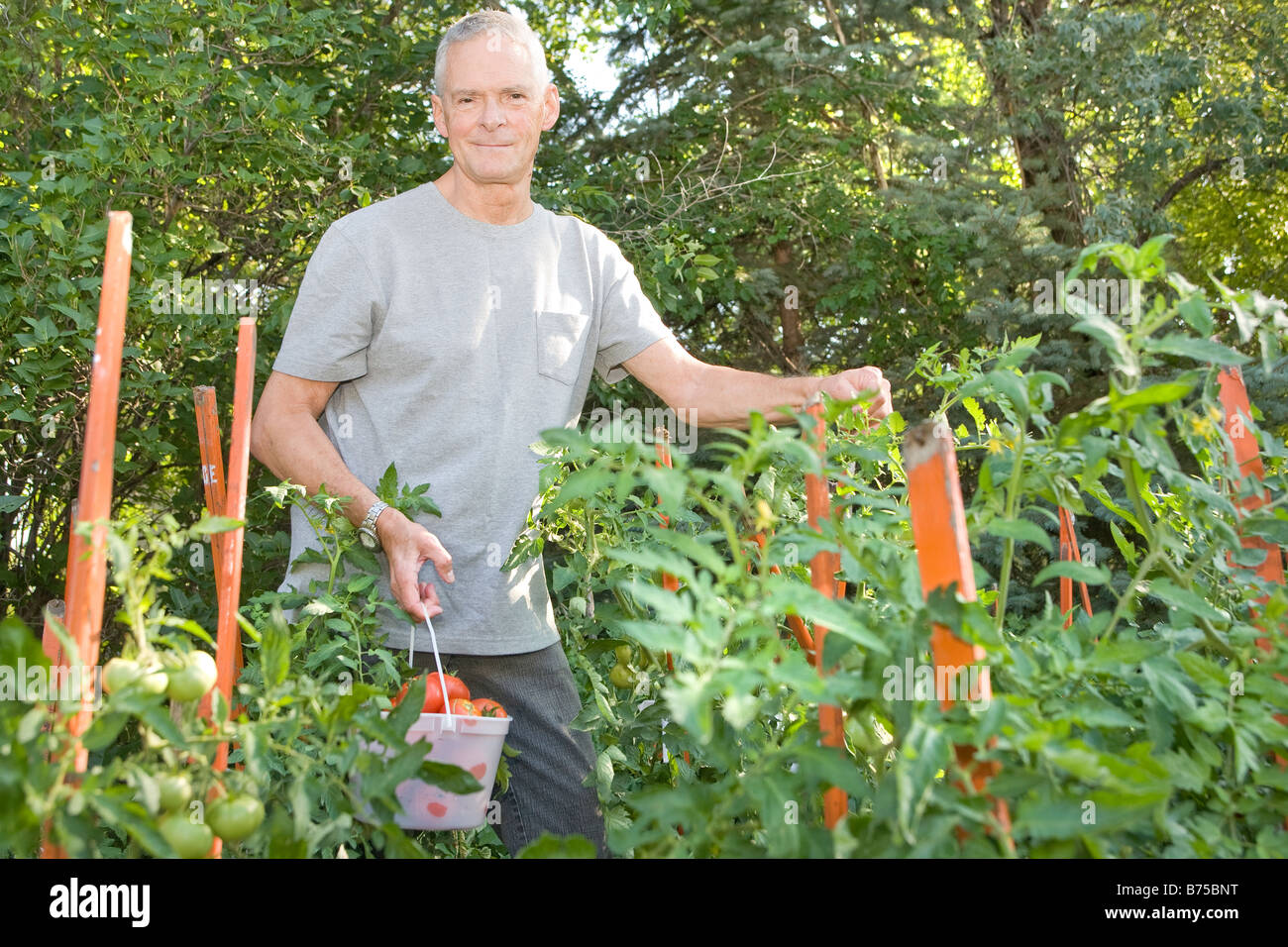 Senior man with tomatoes in garden, Winnipeg, Canada Stock Photo