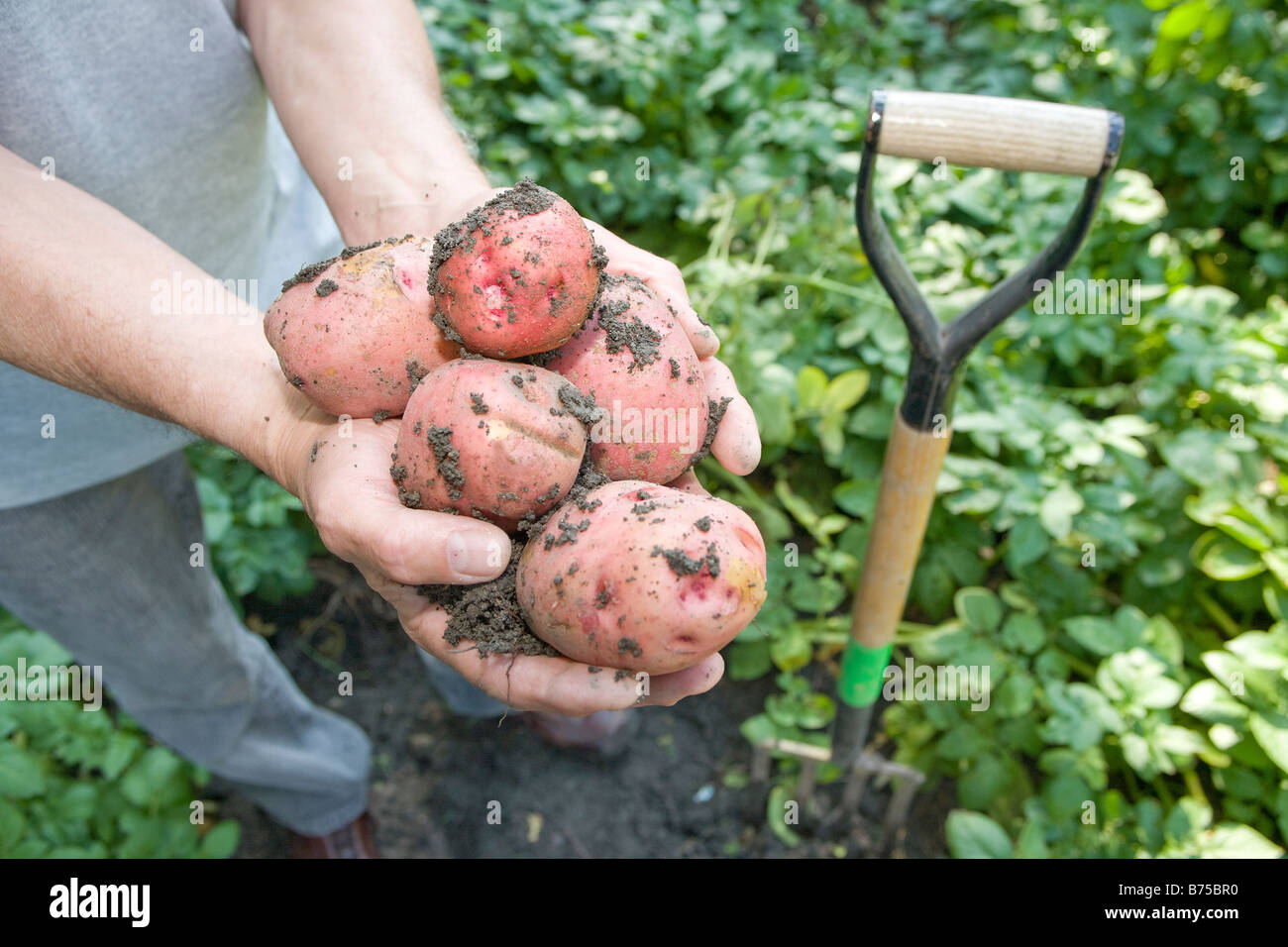 Hand holding potatoes dug from gardent, Winnipeg, Canada Stock Photo