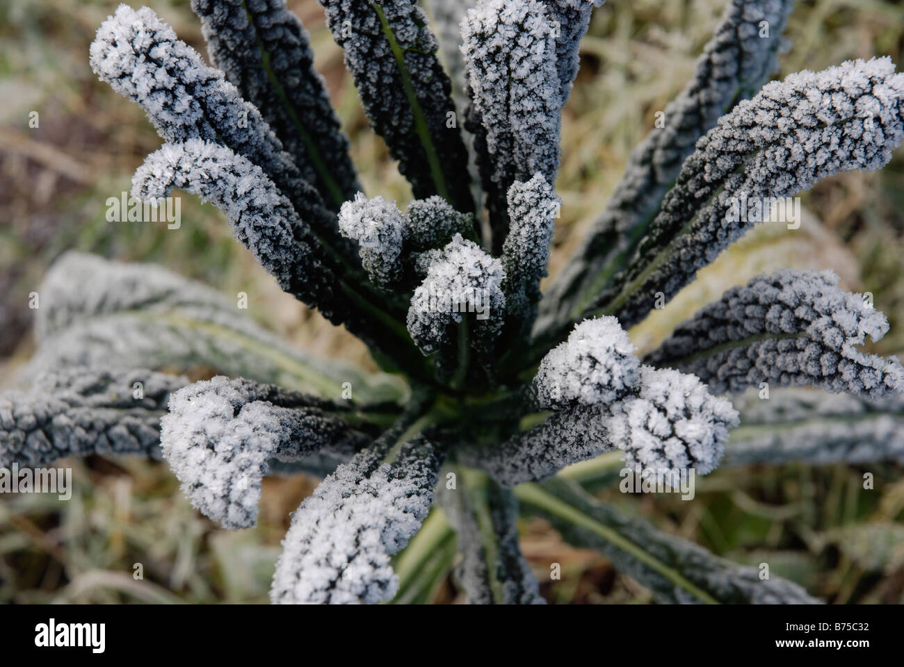 Cavolo Nero, Black Tuscany Kale, Nero de Toscano Stock Photo