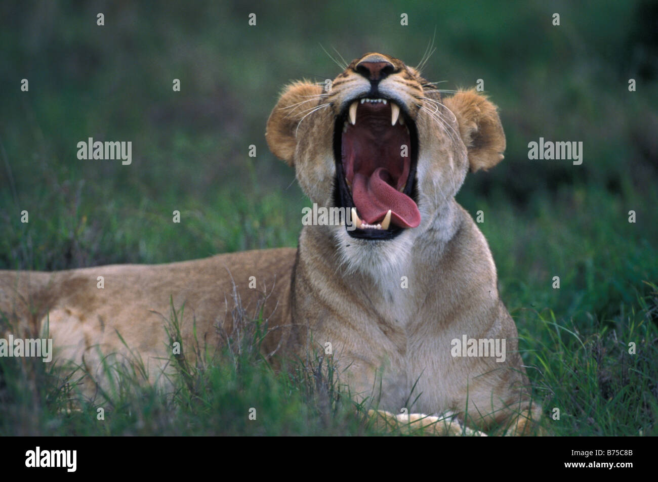 Lion laying on ground with open mouth Stock Photo - Alamy