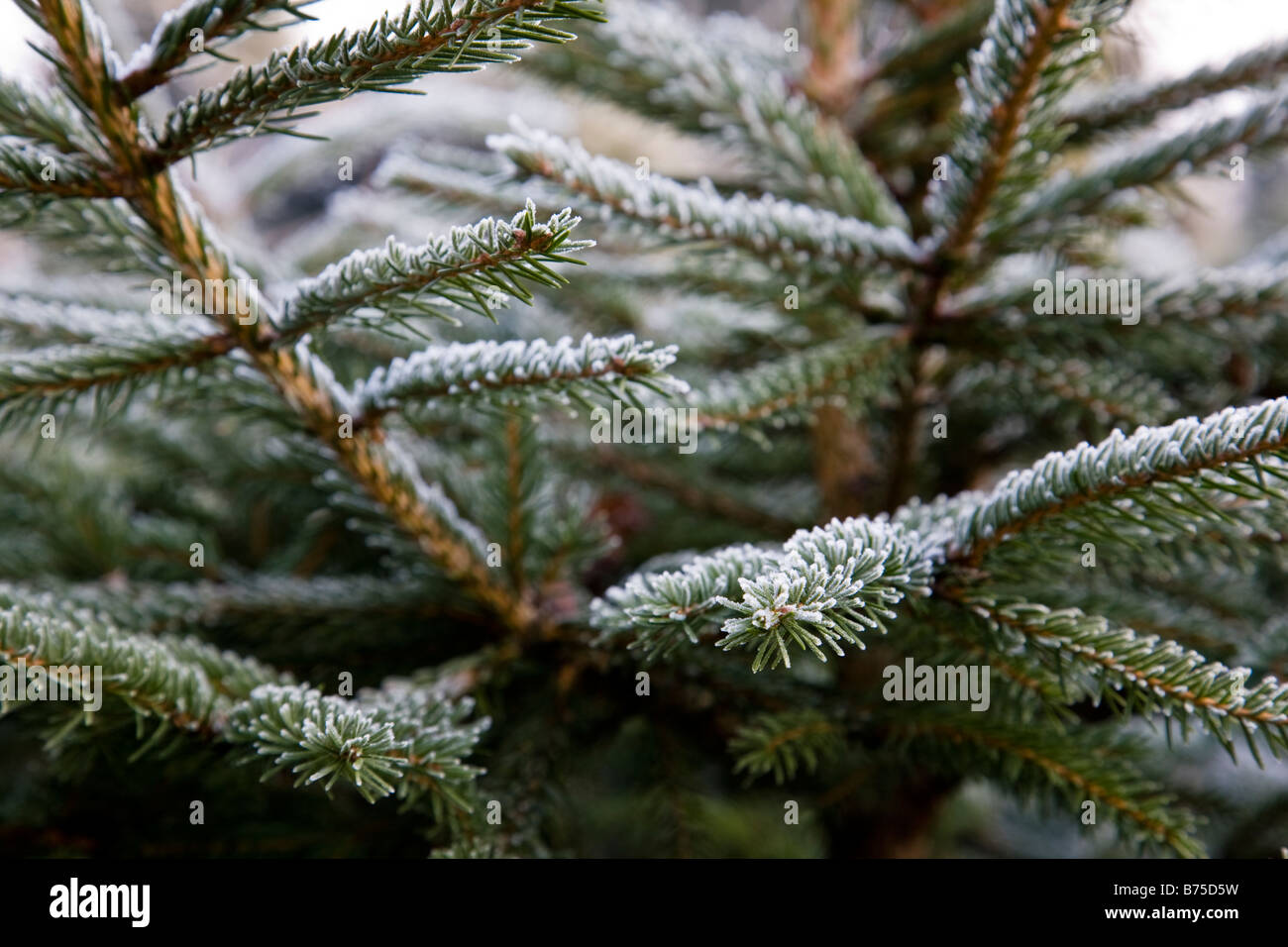 Close-up of what is believed to be a Norway Spruce (Picea abies) with frost on its needles, Surrey, England. Stock Photo