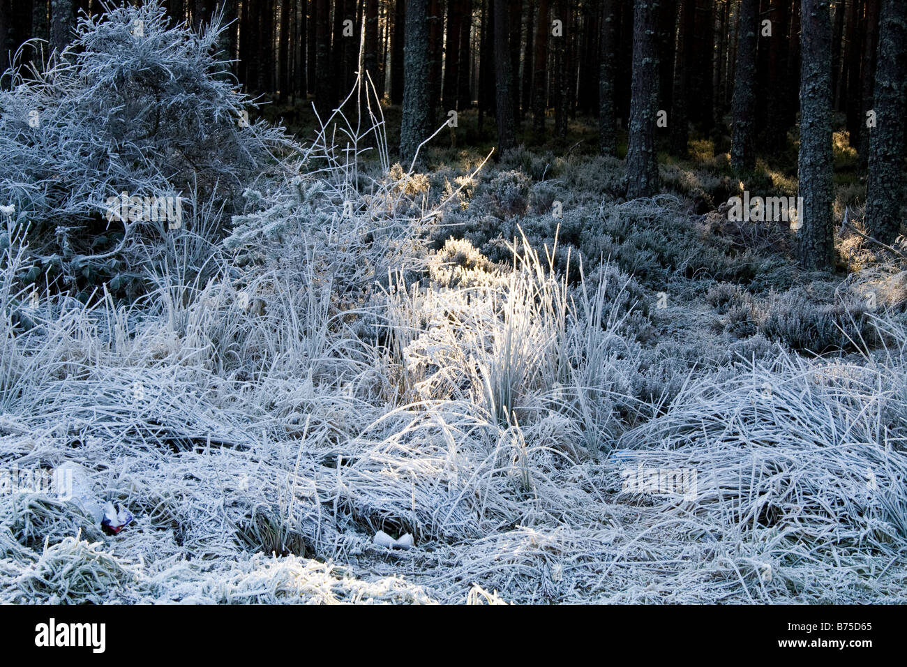 Hoar frost highlighted by a beam of sunshine in the forest in Scotland Stock Photo