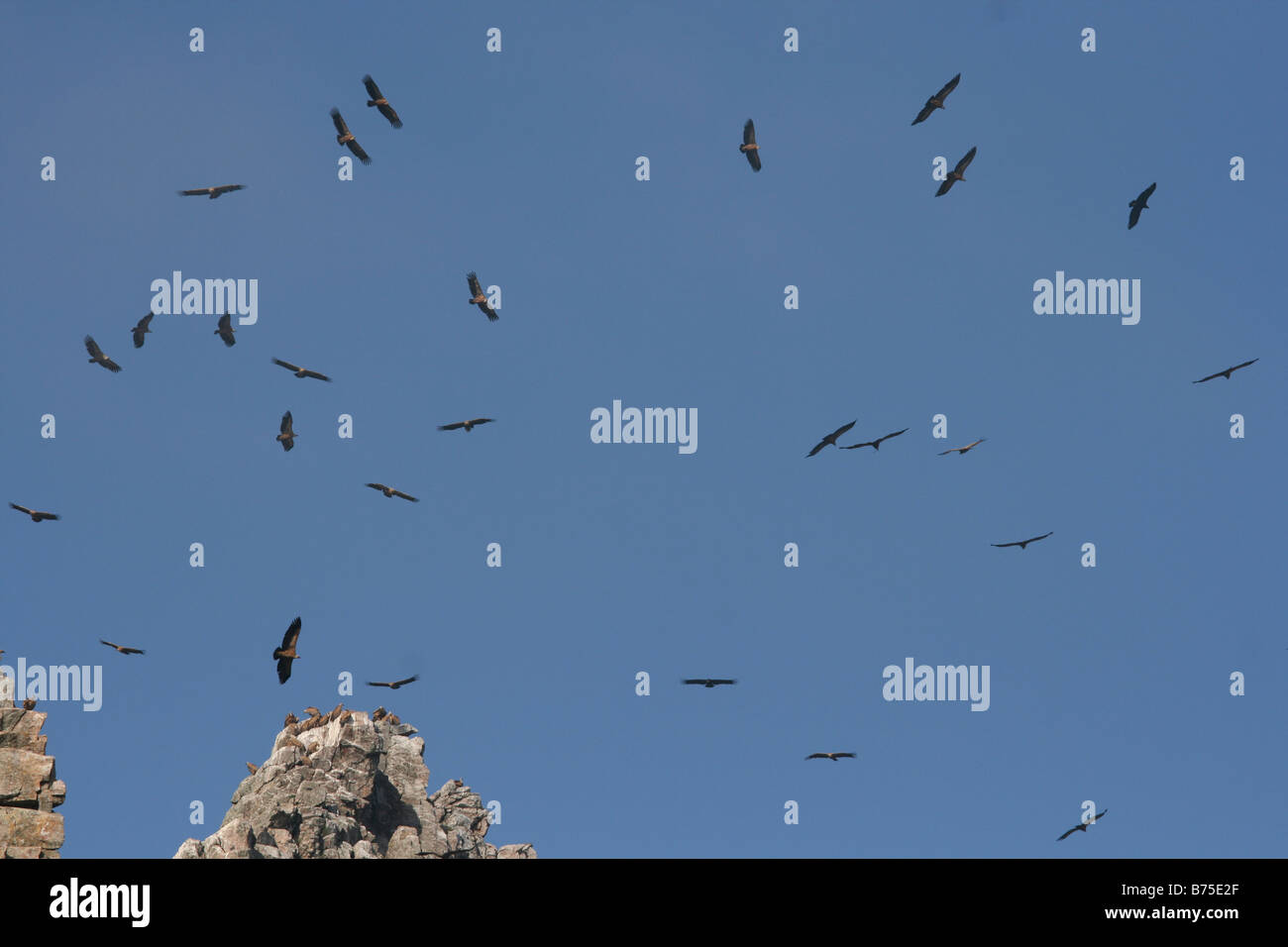 Estremadura, Griffon Stock Photo
