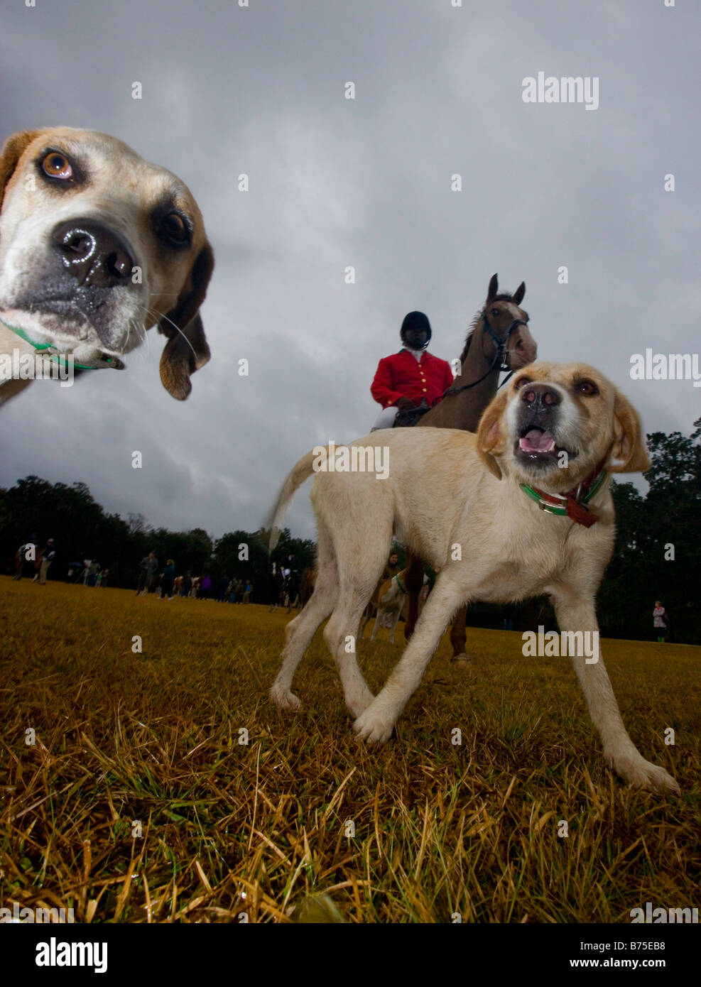 Fox hunting hi-res stock photography and images - Alamy