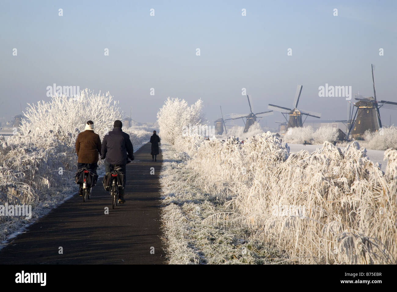 Two cyclists and a walker on a path between frosted reed, Kinderdijk