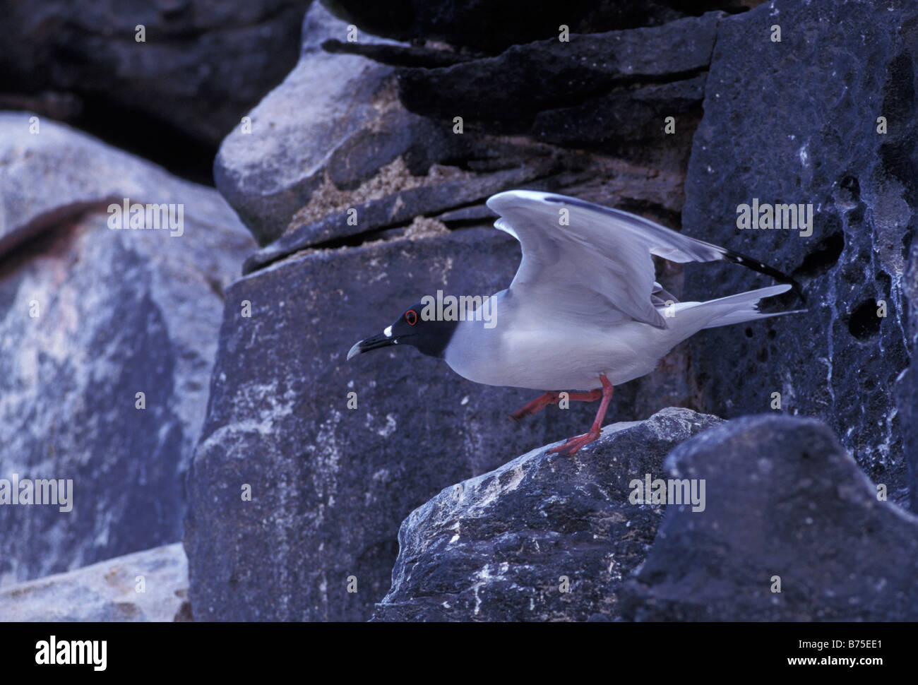 Gull with wings outstretched standing on rocky cliff Stock Photo