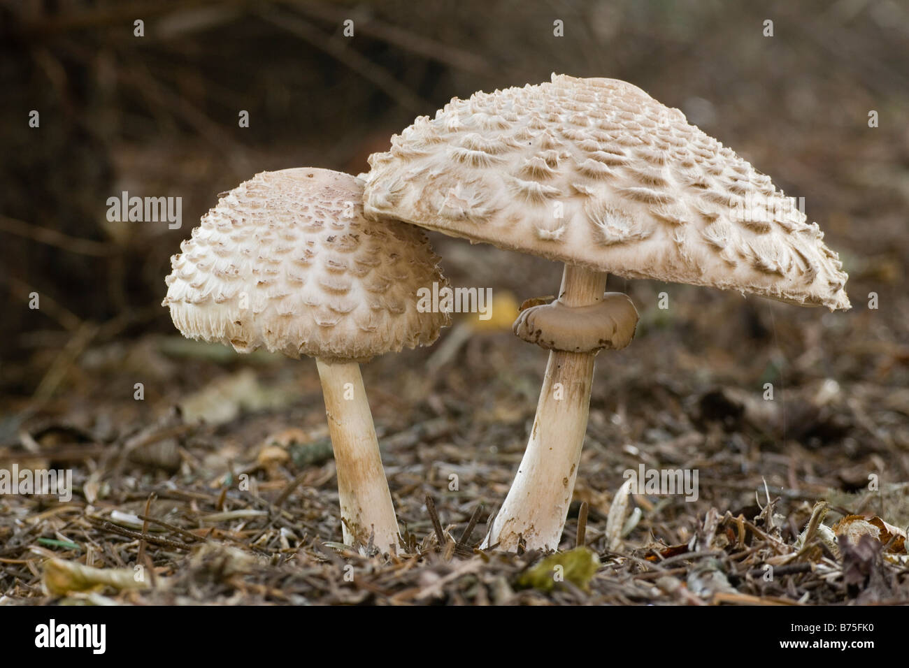 mashroom 'schirmling' - parasol mushroom Stock Photo