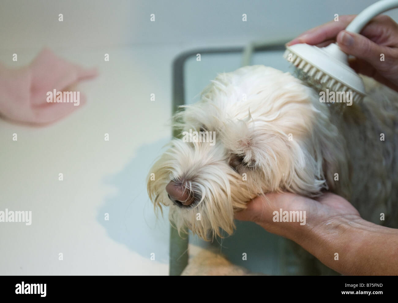 Pet dog getting a bath Stock Photo Alamy
