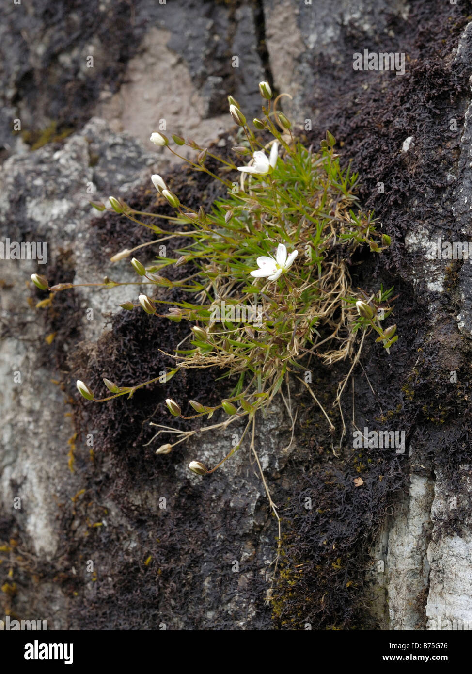 Spring Sandwort, minuartia verna Stock Photo