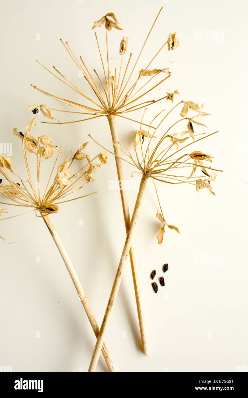 Seed Head of Agapanthus ( blue flower ) Stock Photo