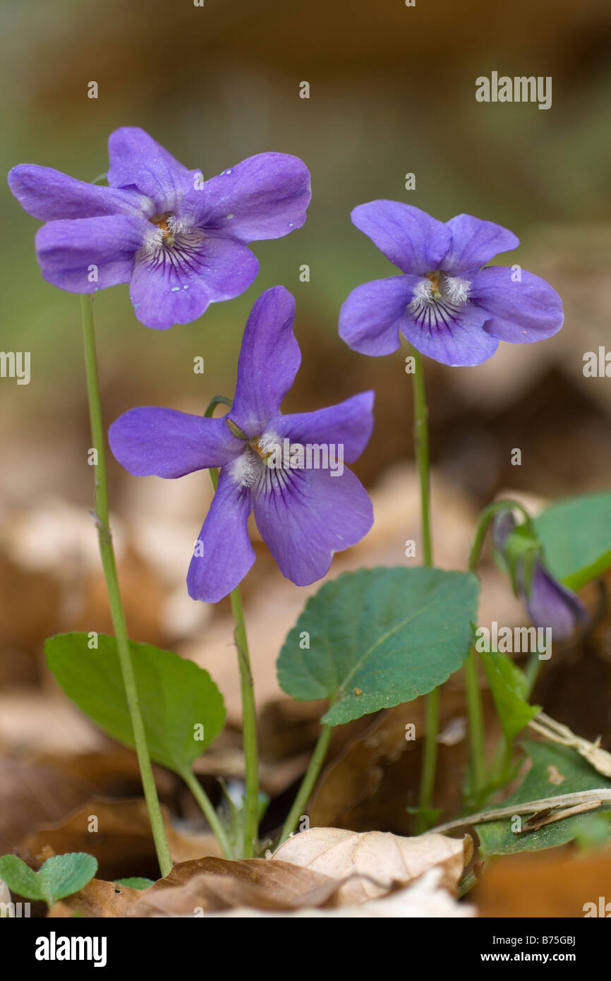 Wald Veilchen viola sylvestris waldveilchen spring Stock Photo