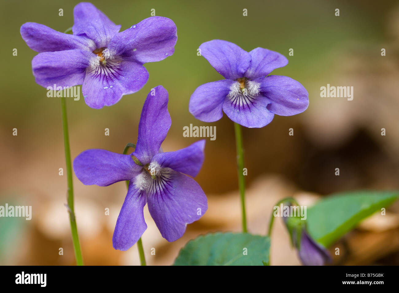 Wald Veilchen viola sylvestris Stock Photo