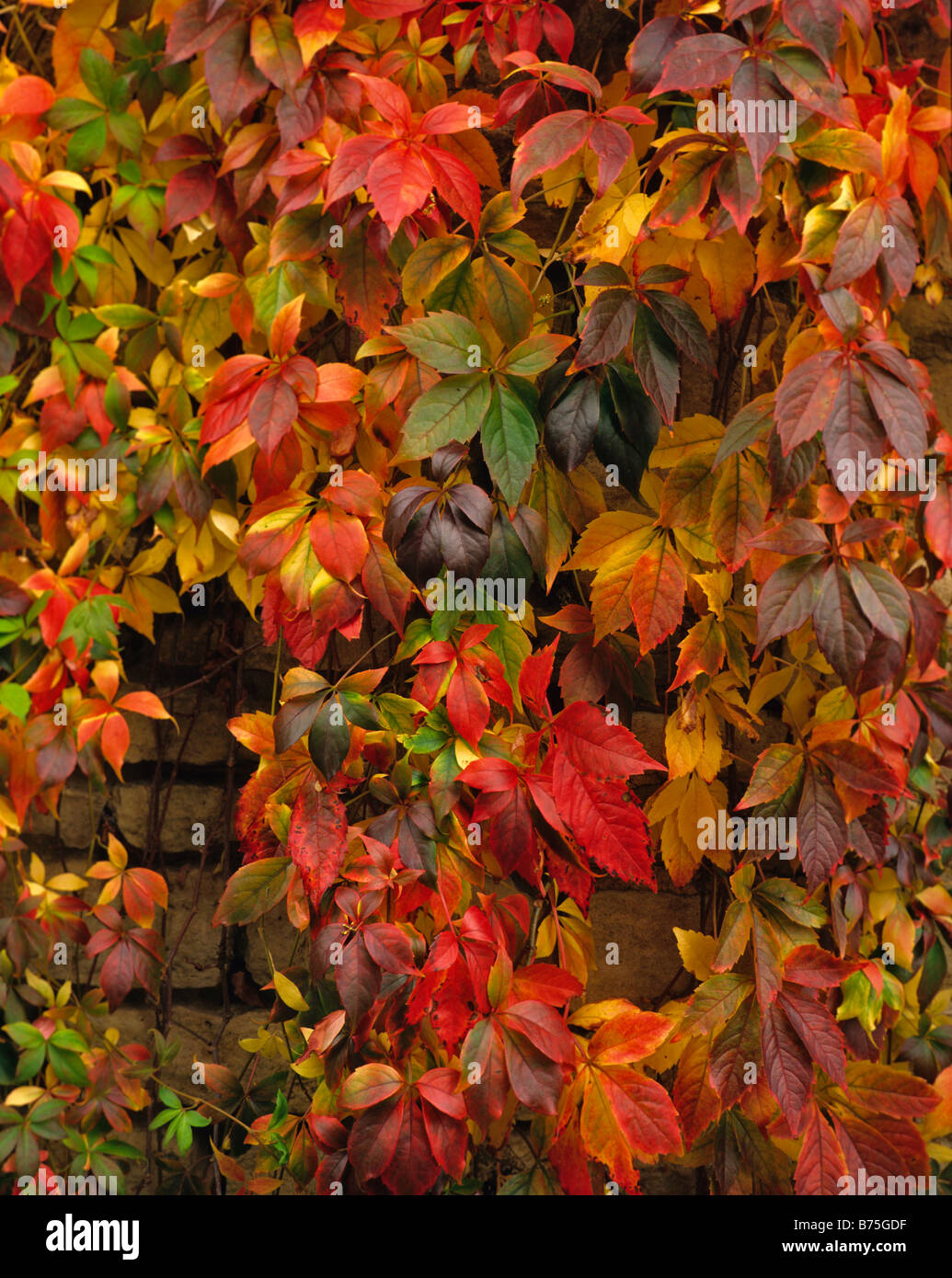 Parthenocissus quinquefolia in autumn colours Stock Photo