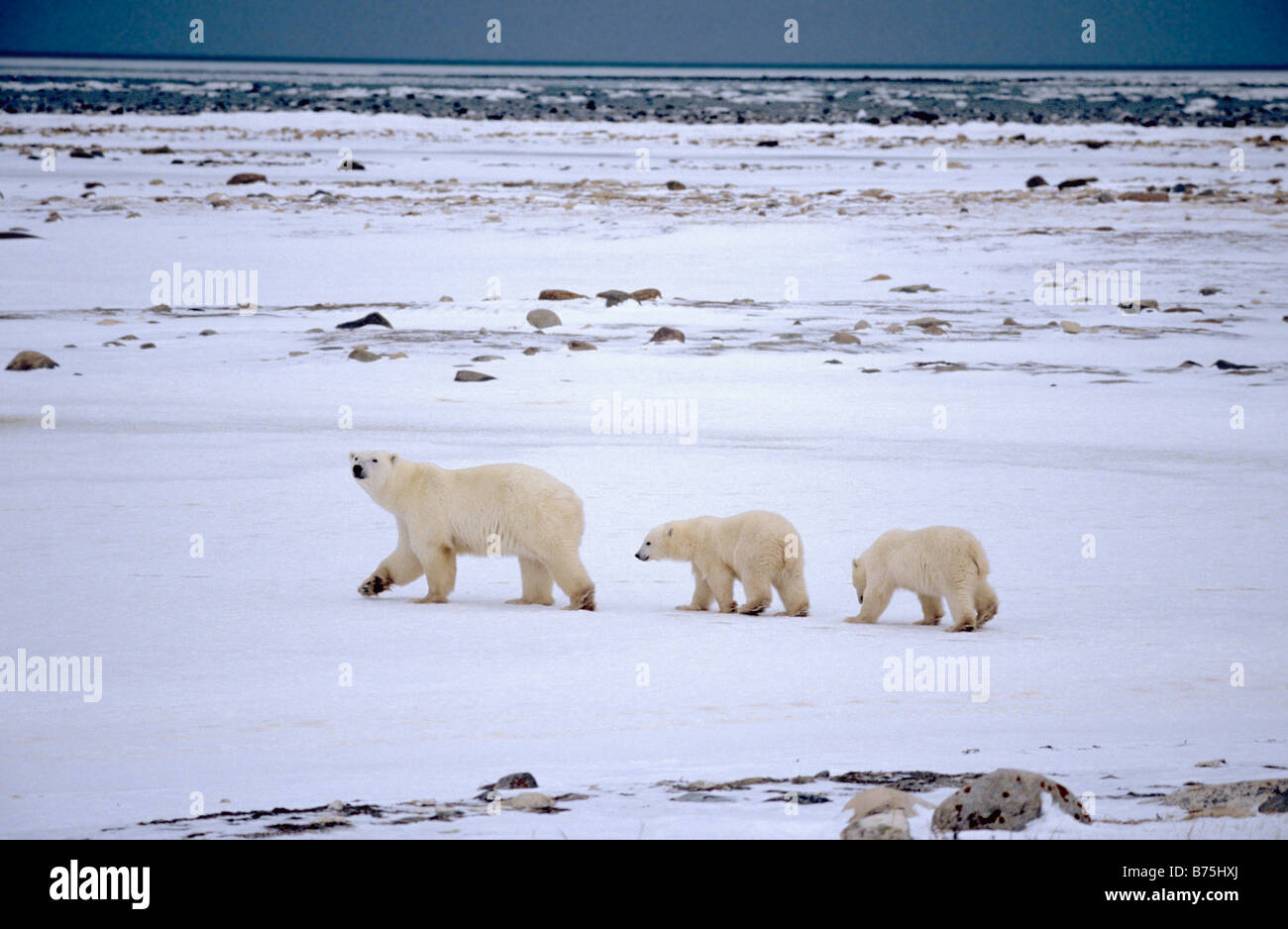 ice bear polar bear family cubs Ursus maritimus Churchill Canada ice landscape polar scenery Stock Photo