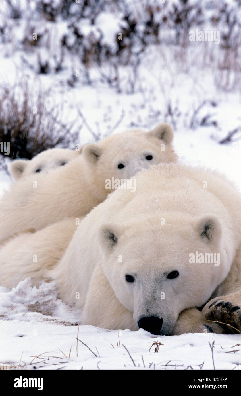 ice bear polar bear family cubs Ursus maritimus Churchill Canada snow Stock Photo