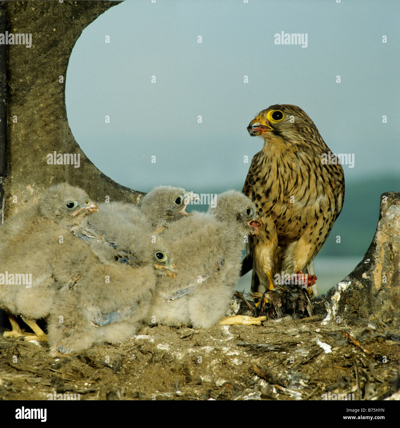 Common Kestrel nest chicks Falco tinnunculus raptor bird of prey aerie European Kestrel Eurasian