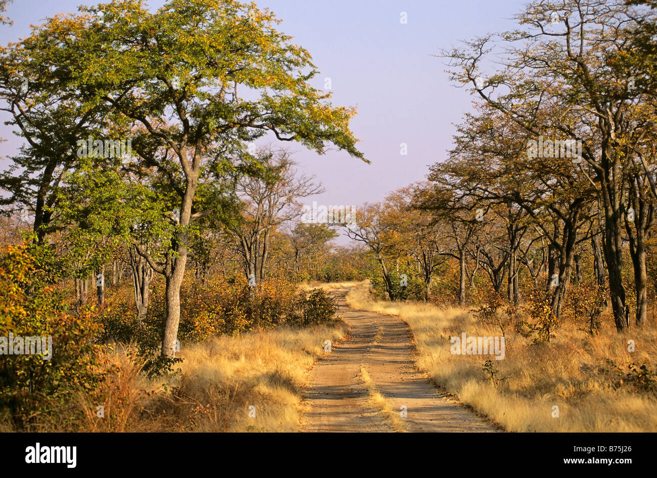 outback country road Hwange teak trees NP Zimbabwe africa tropical