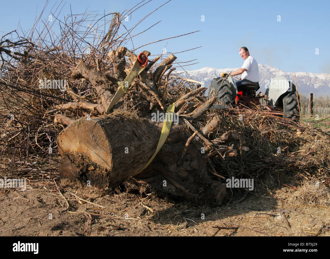 farmer man on a tractor pulling a large tree stump Stock Photo Alamy