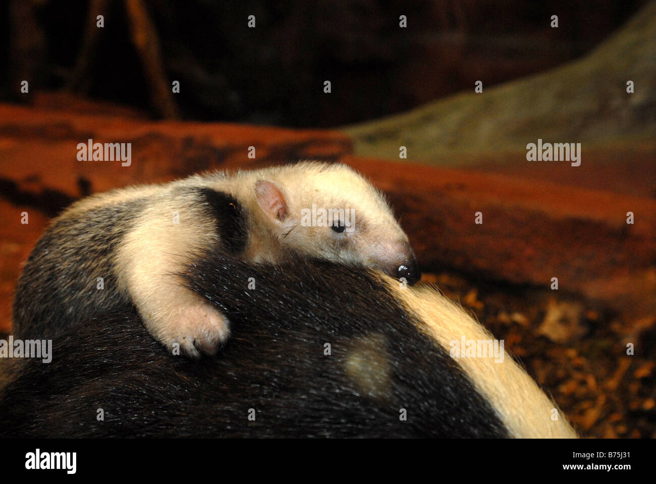 Tamandua mexicana baby cup cute sweet droll small Stock Photo