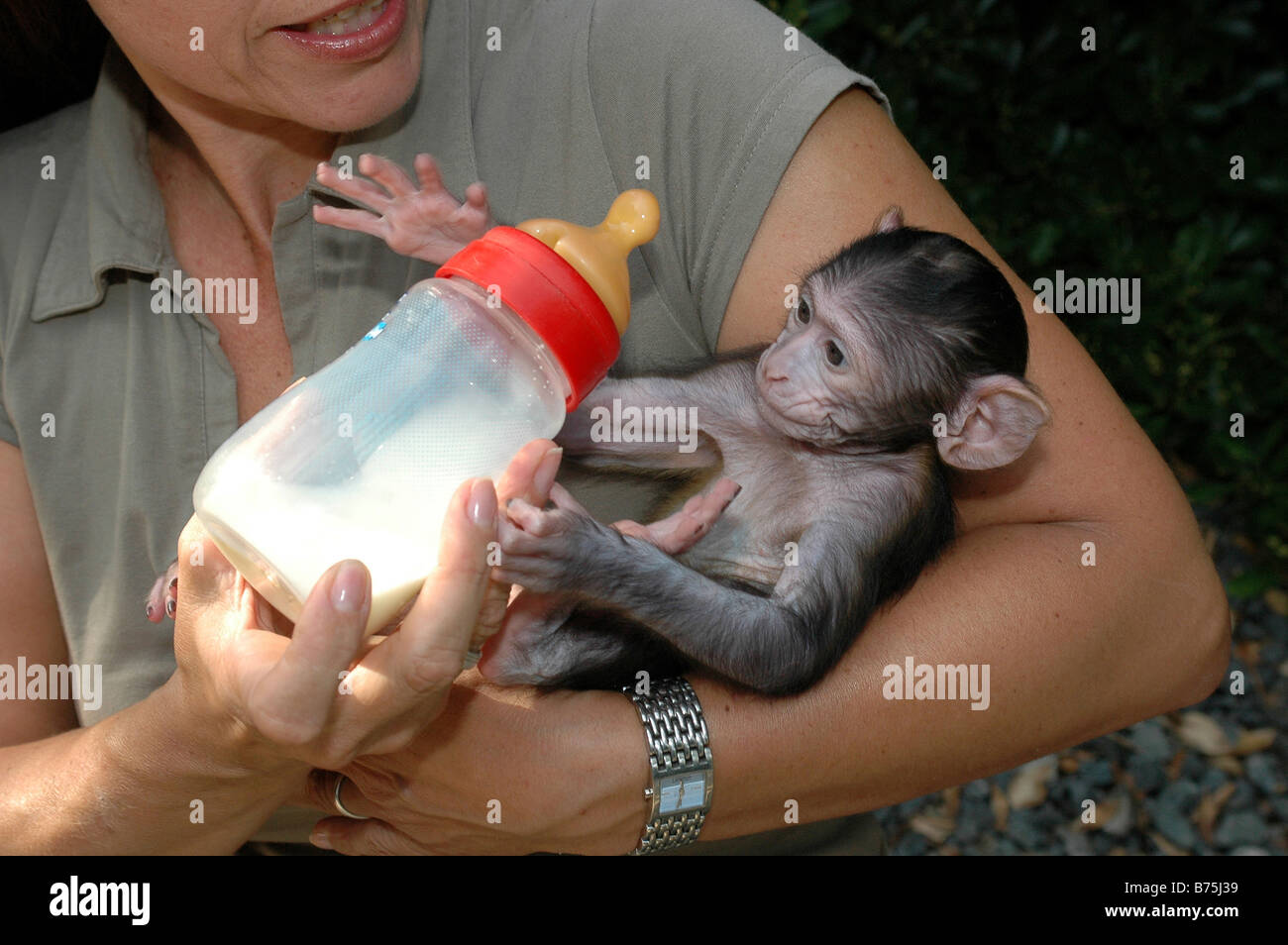 Magot Barbary Macaque baby female zoo keeper sweet little small cute fosterling ape monkey Stock Photo