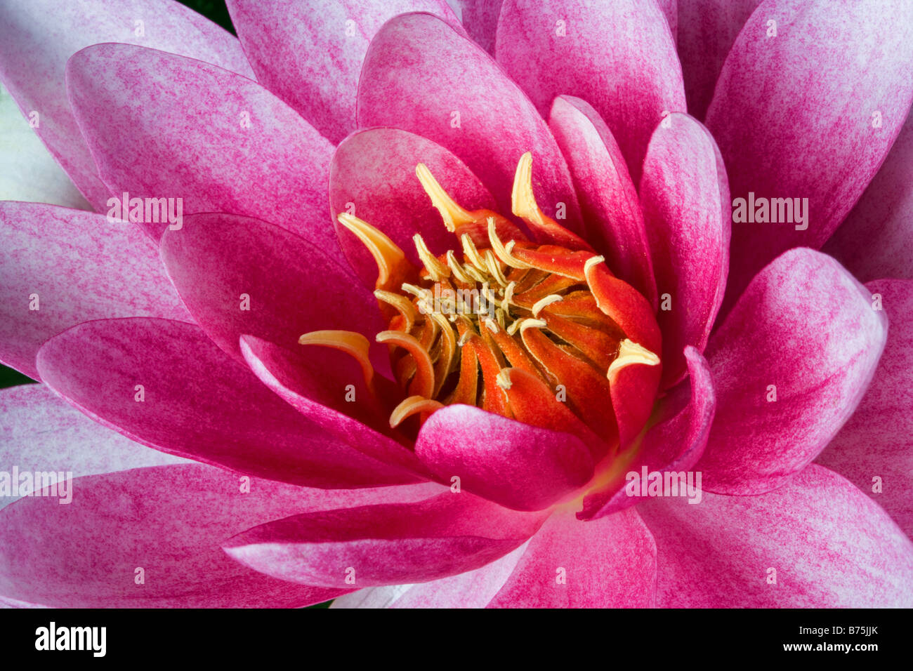 Holland The Netherlands Graveland water lily Stock Photo