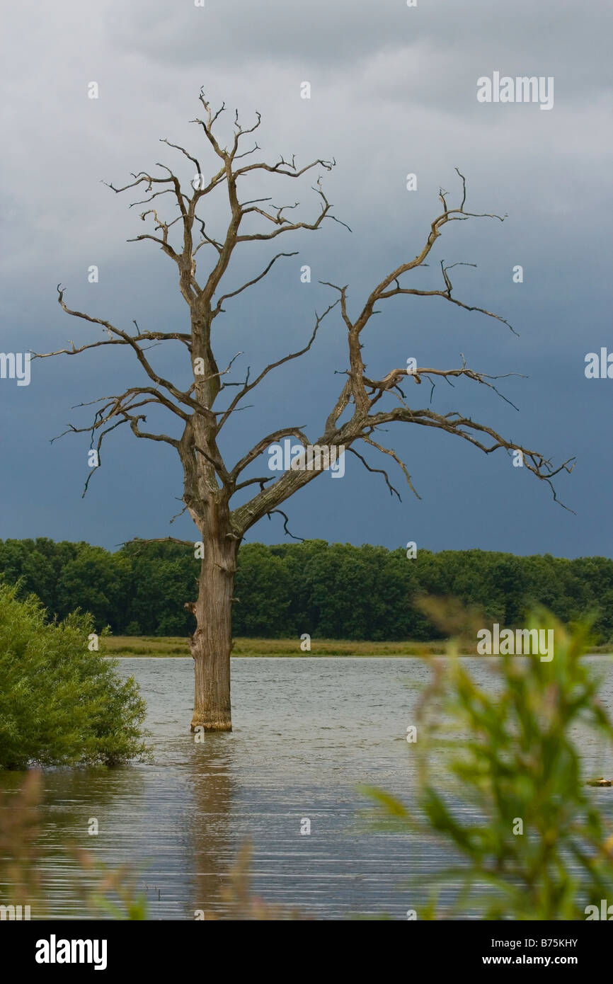 dead tree in Rutland Water Stock Photo - Alamy