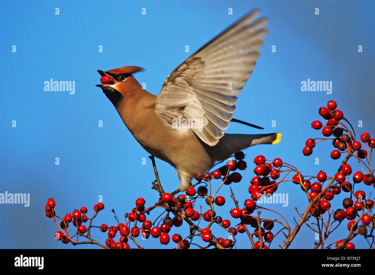Bombycilla garrulus Bohemian Waxwing passerine bird Germany Baden Wuerttemberg Stock Photo