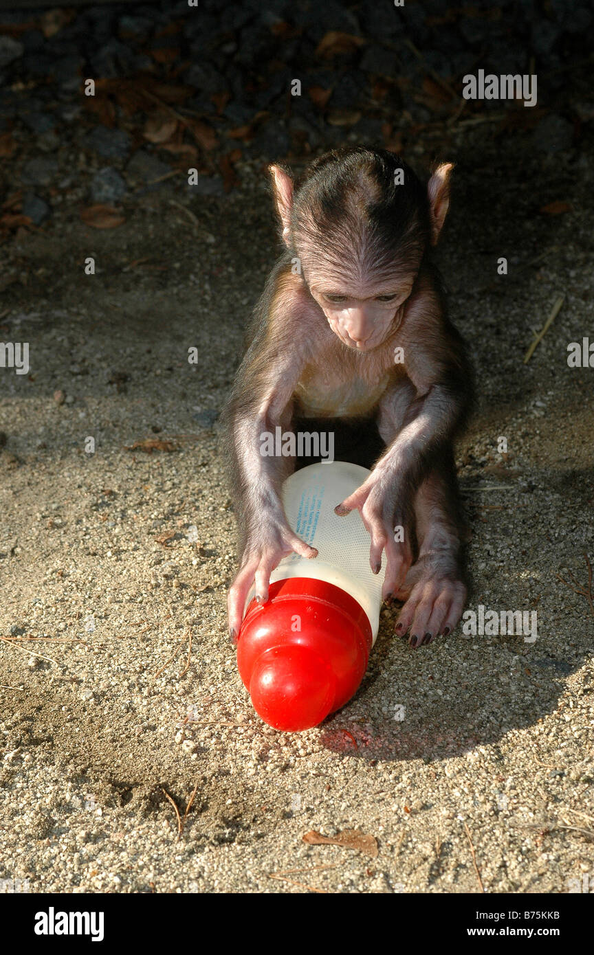 Magot Barbary Macaque baby sweet little small cute fosterling Stock Photo