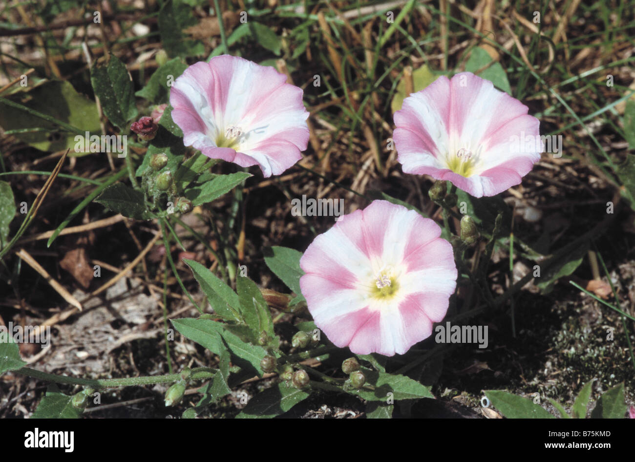 Helianthemum apenninum white rock rose flower bloom blossoms bloomings plant Stock Photo