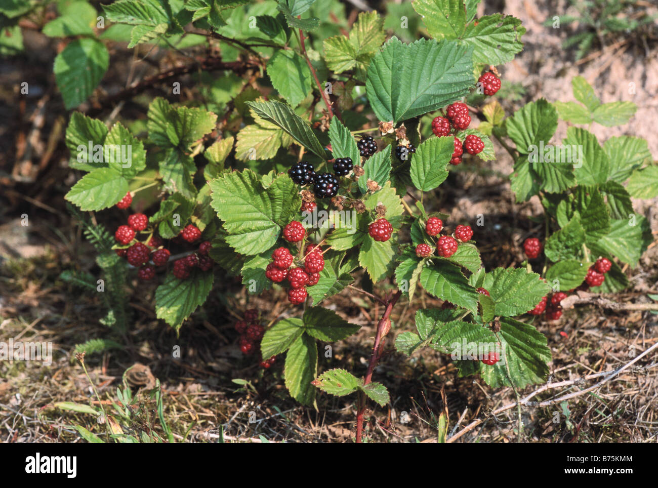 Rubus fruticosus blackberry bramble raspberry fruits plant shrug bush