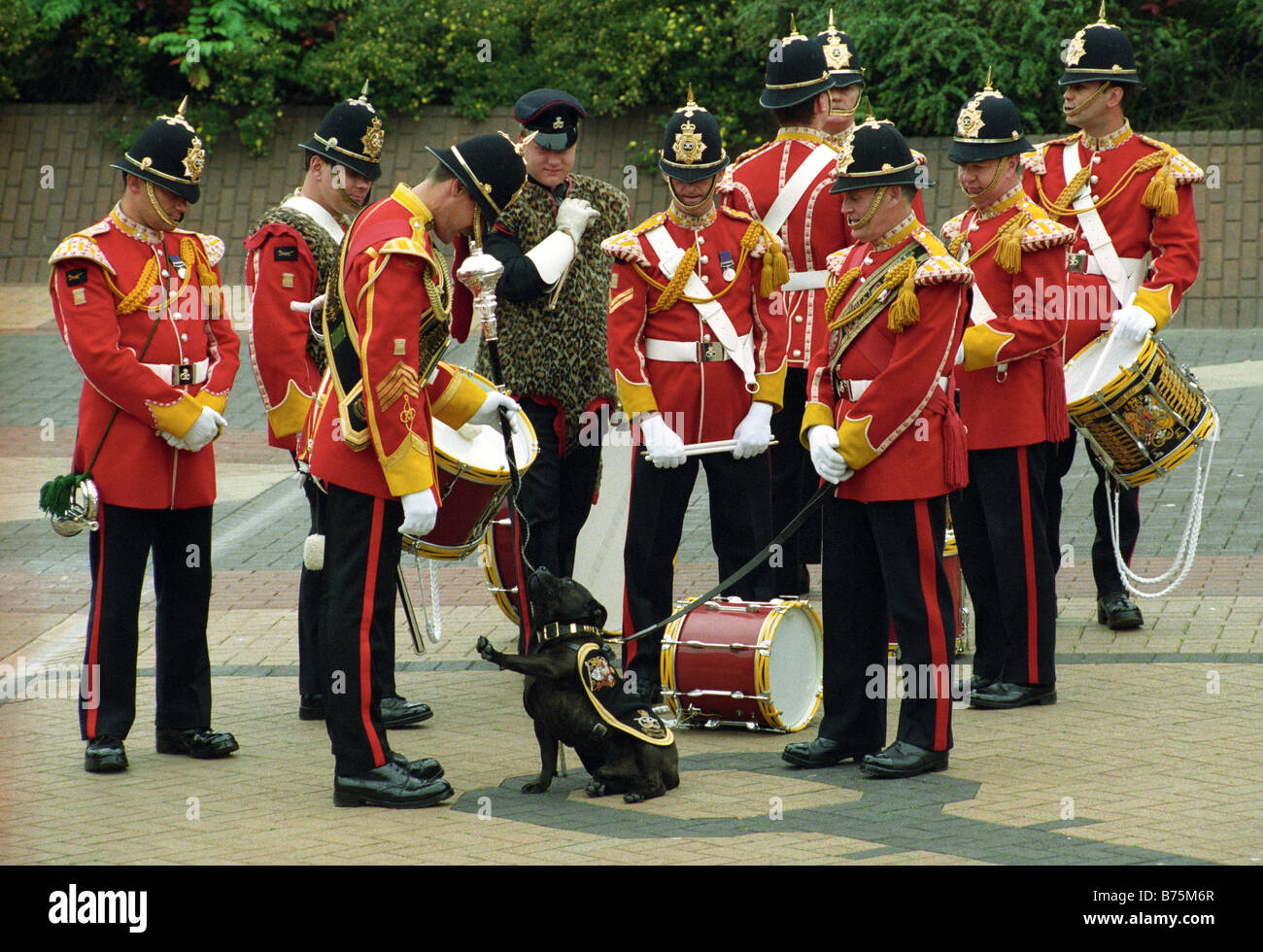 Staffordshire Bull Terrier saluting his comrades in the Staffordshire Regiment band Stock Photo