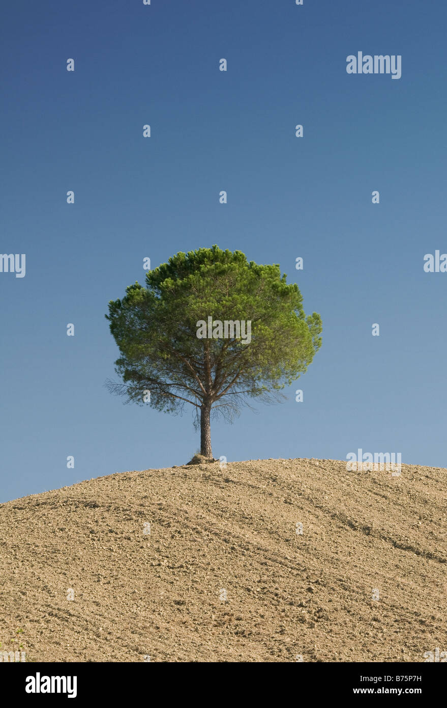 Colourful Image of a single small green tree on top of a pale yellow mound of earth against a blue sky. Stock Photo