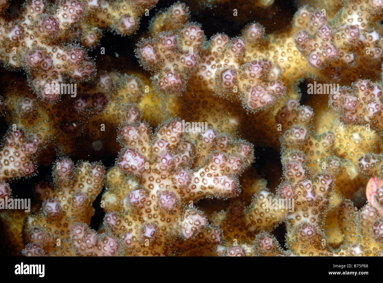 Soft coral polyps Dendronephythya sp. Mahe, Seychelles, Indian Ocean Stock Photo