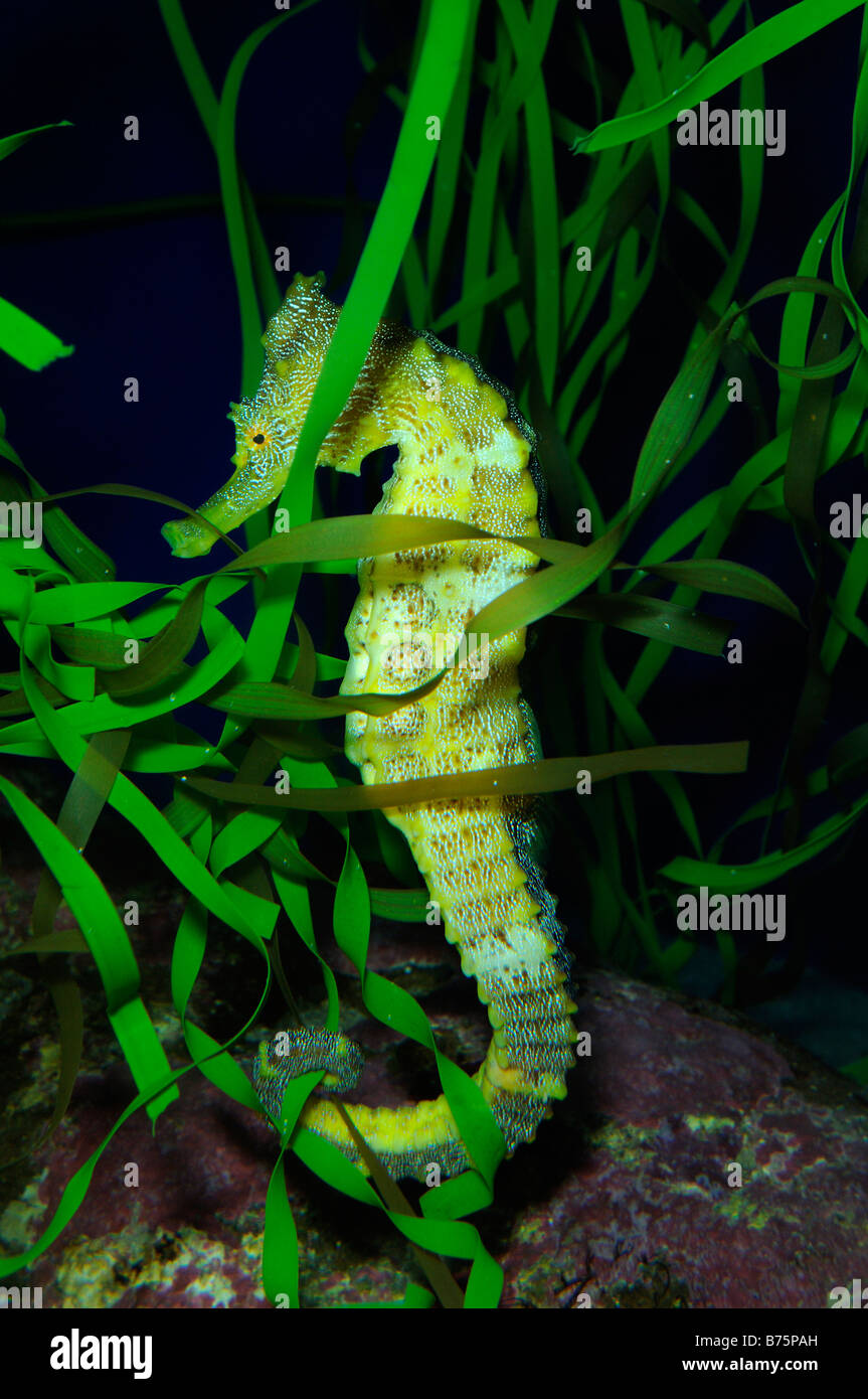Pacific seahorse Hippocampus ingens captive Stock Photo