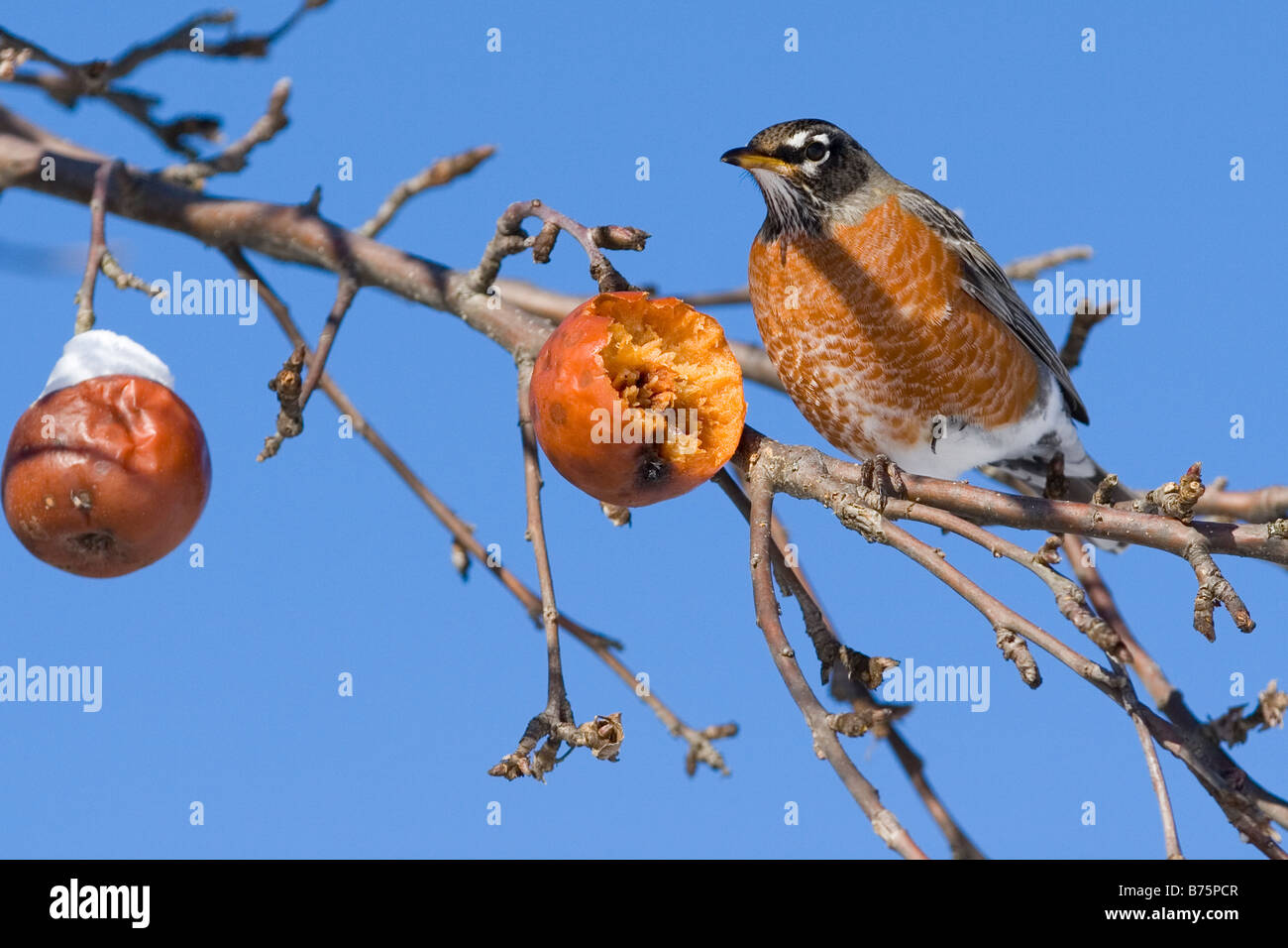 Male American robin bird eating apple in tree during winter in New Hampshire Stock Photo Alamy