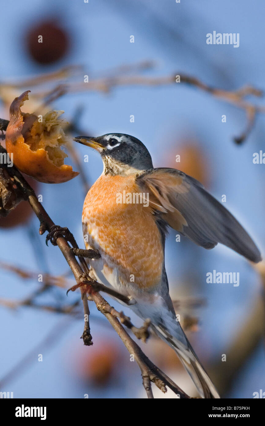Male American robin bird eating apple in tree during winter in New