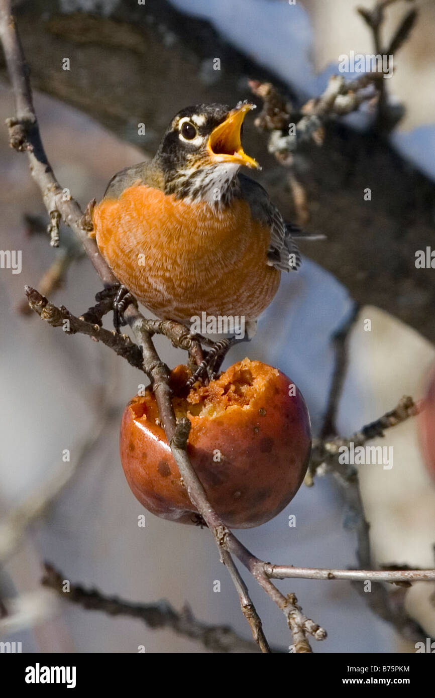 Male American robin bird eating apple in tree during winter in New