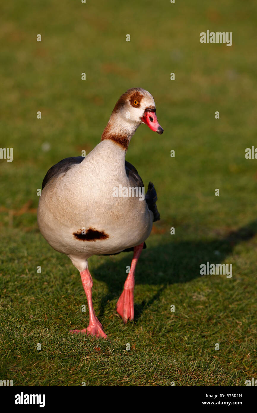 Egyptian goose Alopochen aegyptiacus native to Africa Stock Photo