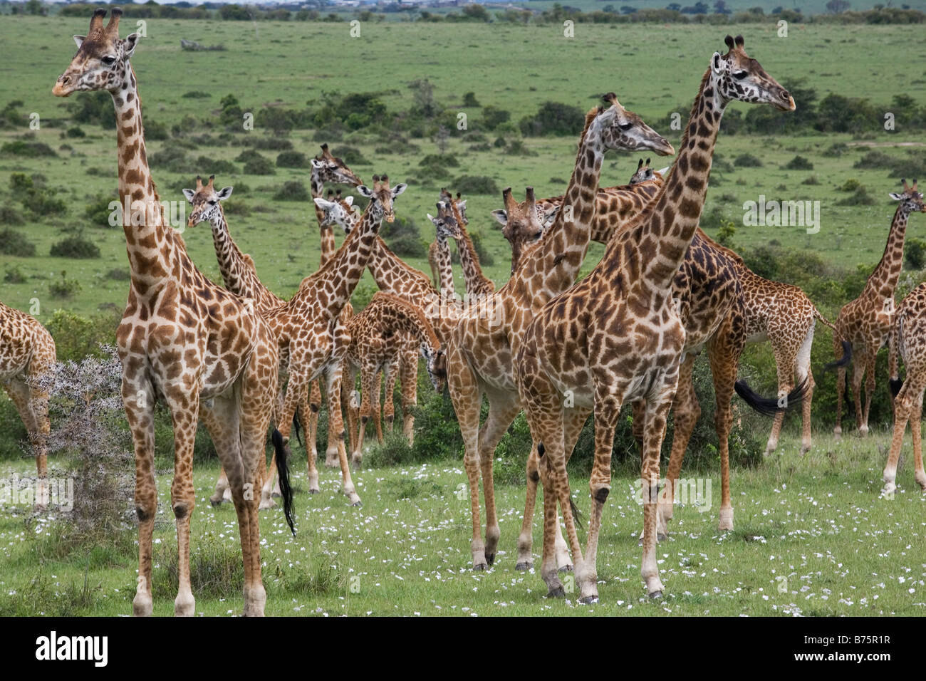 Kenya Massai Mara Stock Photo - Alamy