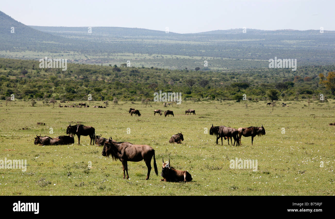 Kenya Massai Stock Photo