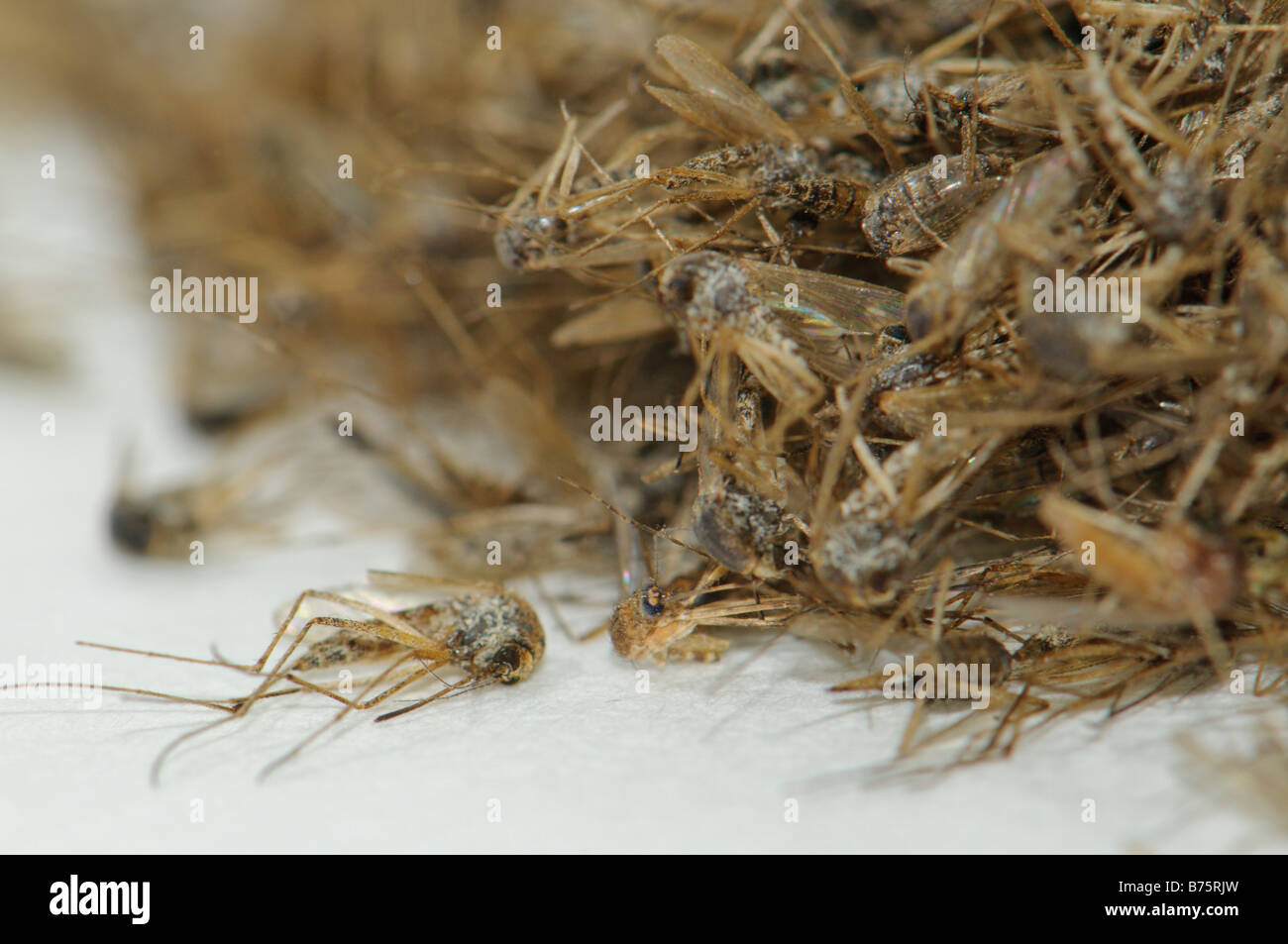 Pile of dead Aedes caspius mosquitoes Spain Stock Photo