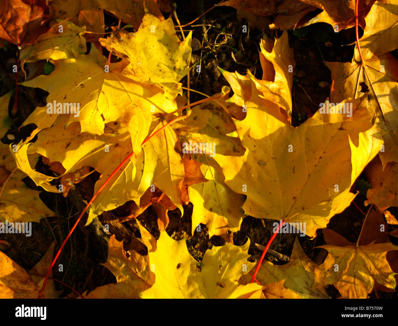 Herbstlaub am Boden, autumn leaves Stock Photo